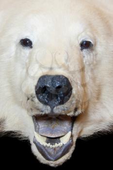 Angry polar bear open mouth. Isolated
