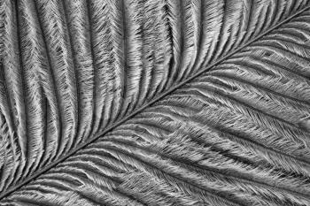 Close-up of a single dark bird feather. In B/W