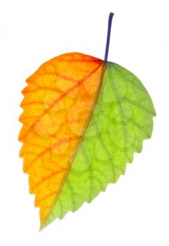 Leaf with two different sides