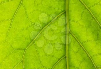 Close-up of green leaf. Texture or background