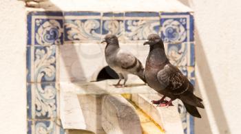 Pigeons on the fontain at summer day