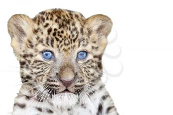 Leopard cub isolated on white background
