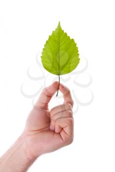Green leaf in hand. Isolated on white