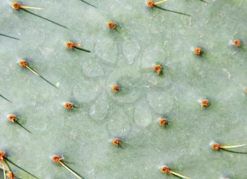 Green cactus surface. Use for texture or background