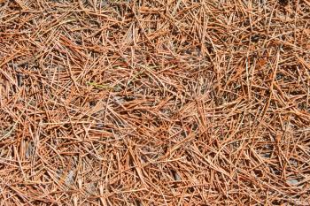 Coniferous pine needles. Use for texture or background