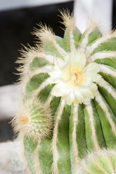 Green cactus with yellow flower