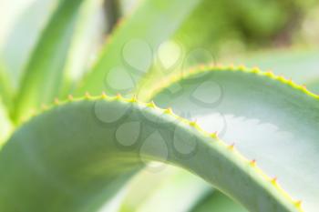Close-up of Aloe Vera plant with spiked leaves
