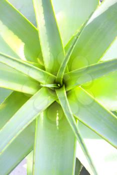 Aloe Vera plant with spiked leaves