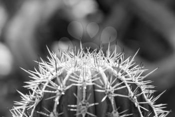 Close-up of cactus. In B/W