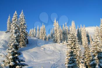 Snowcapped pines in winter mountains