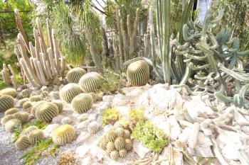 Many green cactuses in greenhouse