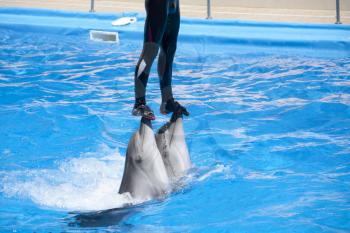 Dolphinarium show. Trainer on two dolphins