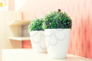 Pastel colors interior with white pot of grass