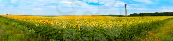 Sunflower field panorama. Nature landscape