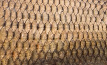 Fish scales background close up 