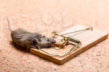 Mouse caught in the mouse trap on the floor
