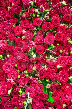Fresh spring red roses background