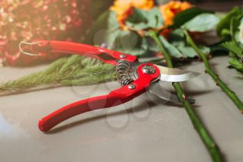 Red garden scissors cutting rose closeup. Florist tools decoration.