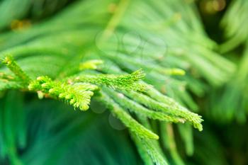 Closeup of tropical plant. Beautiful exotic green plant.