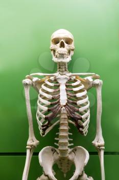 Skeleton model isolated on green background.