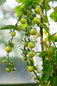 Green tomatoes in garden greenhouse