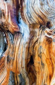 Dry dead tree texture. Old wood closeup