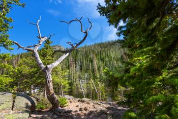 Dry tree against lake and mountain with evergreen woods at Estes Park, Colorado US