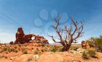 Dry tree on the red rocks background in Arches National Park in Utah.