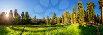 Green meadow against huge pine tree forest panoramic view at Sequoia National Park, California USA