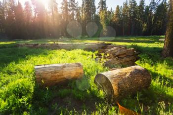 Dry cuted stumps of pine tree on green meadow at sunset in Sequoia National Park, California USA