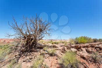 Dry bush in desert valley. Uneven vegetation terrain.