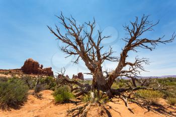 Dry tree in desert valley. Uneven vegetation terrain.