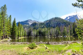 Flora and fauna of Rocky Mountain National Park, Colorado USA