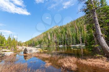 Mountain river and evergreen forest on each side at Estes Park, Colorado US