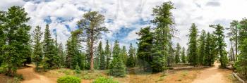 Panoramic view of pine tree forest at cloudy sky background, Bryce Canyon National Park, Utah USA