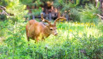 Deer in pine forest. Wild nature theme.