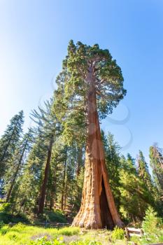 Giant Sequoia redwood trees with blue sky in Sequoia National Park, California USA