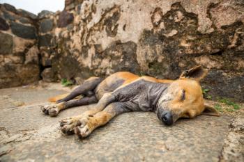 Sleeping dog against grunge wall, Ceylon landscape. Sri lanka domestic animal