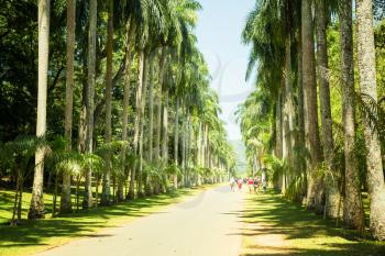 Palm alley tropical park on Sri Lanka. Ceylon attractions