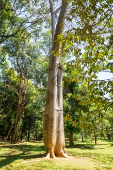 Baobab tree in tropical forest of Ceylon. Sri Lanka wild nature
