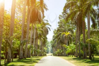 Palm alley, beautiful attractions of Sri Lanka. Ceylon landscape