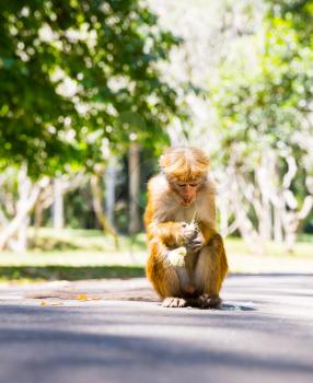 Monkey in  tropical fauna on Ceylon, young macaque. Widlife scene, Asia