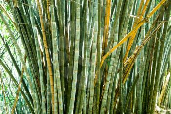 Bamboo grass on Sri Lanka closeup view. Ceylon landscape