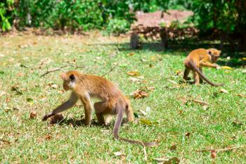 Monkeys looking for food in tropical fauna on Ceylon. Macaques on Sri Lanka. Widlife scene, Asia