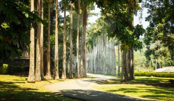 Beautiful palm alley tropical park on Sri Lanka. Ceylon attractions