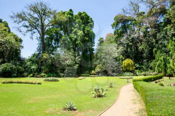 Green grass in tropical park on Sri Lanka. Ceylon nature