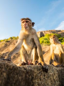 Monkeys on Sri Lanka, food thieves on Ceylon. Macaques in widlife scene, Asia