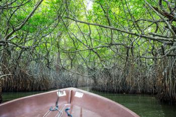 Jungle river and tropical mangroves on Ceylon, view from boat. Sri-Lanka landscape