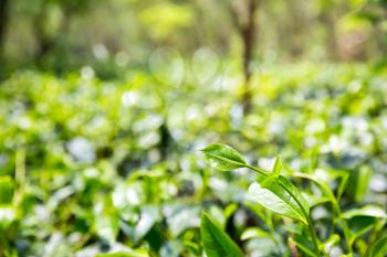 Ceylon tea bushes, green plantations of Sri Lanka. Harvest fields