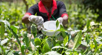 Collection of high grades of Ceylon tea. Female worker picking harvest on highland plantation on Sri Lanka
